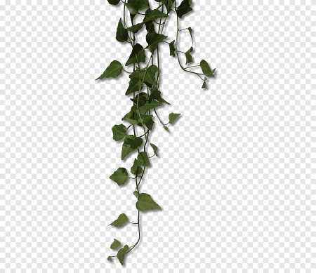Плющ Treez