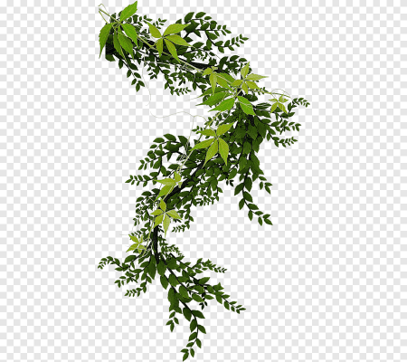 Вьющаяся ветка дерева