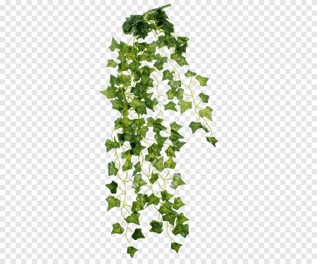 Плющ Treez