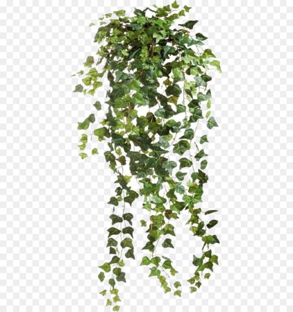 Плющ Treez