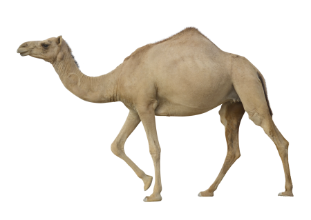 Картинки верблюд без фона (49 фото)