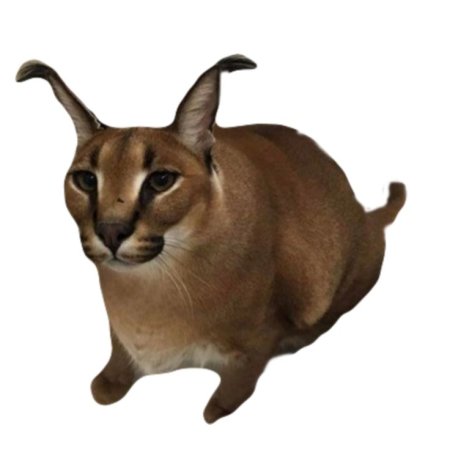 Кошка каракал Шлепа
