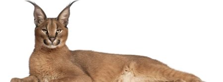 Кот каракал на белом фоне