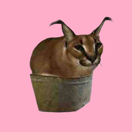 Каракал шлёпа