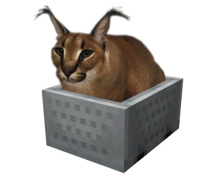 Flopa кот