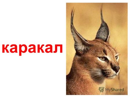 Каракал занесен в красную