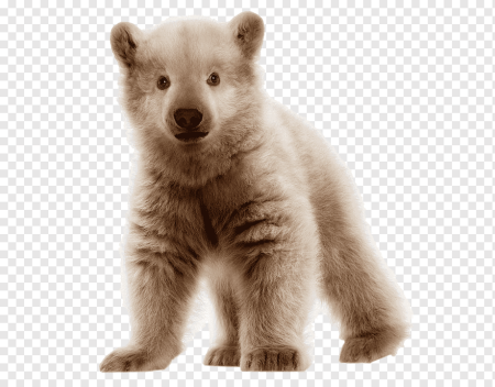 Медвежонок на белом фоне