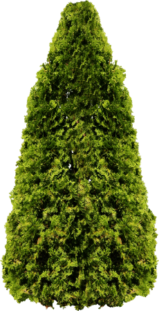 Туя Западная Смарагд PNG