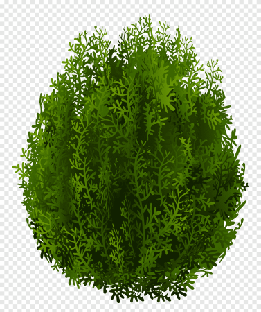 Туя шаровидная PNG