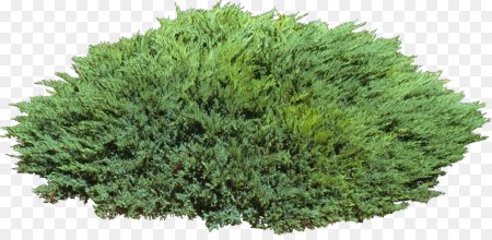 Можжевельник казацкий на белом фоне