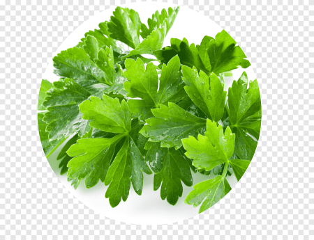 Кинза листья