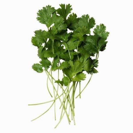 Кинза cilantro