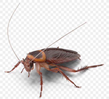 Cockroach alan