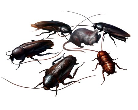 Таракан на прозрачном фоне