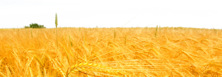 Поле пшеницы вектор