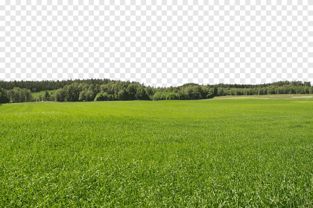 Поле на прозрачном фоне