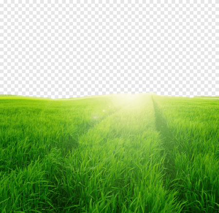 Поле с травой для фотошопа