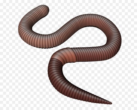 Worms черви