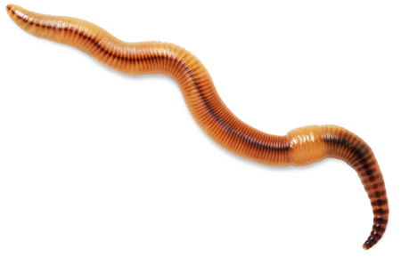 Worms черви