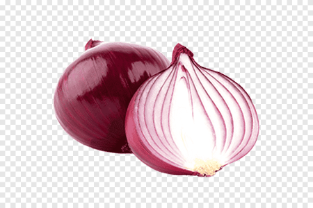 Лук репчатый в разрезе