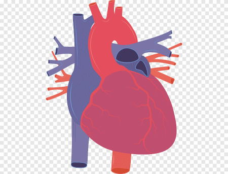 Сердце человека vector