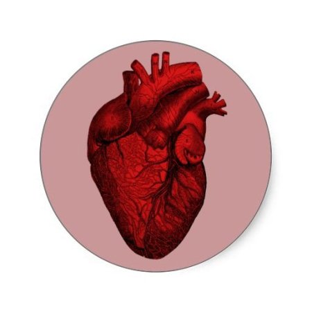 Картинки сердце человека без фона (55 фото)