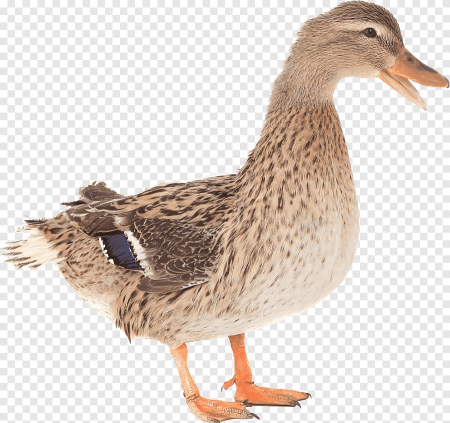 Утка на белом фоне