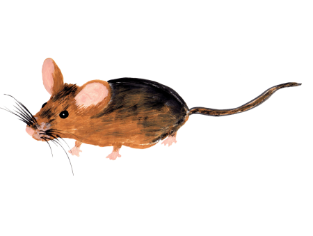 Картинки крыса без фона (57 фото)