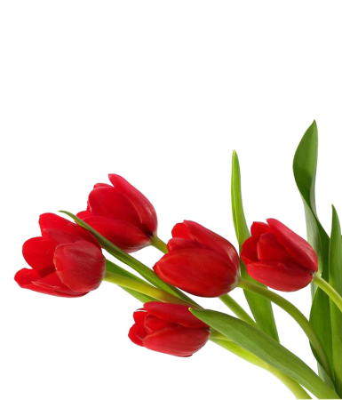 Картинки тюльпаны без фона (49 фото)