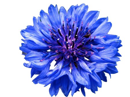 Васильки на белом фоне