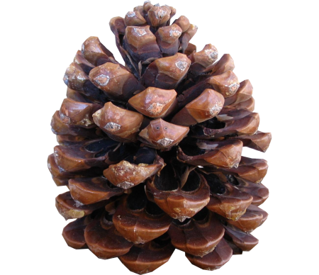 Cone шишка