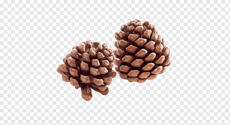 Pinus massoniana шишки