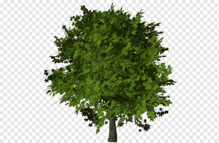 Лиственные деревья на прозрачном фоне