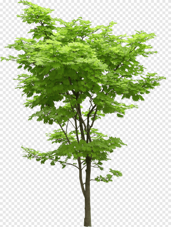 Плант дерево клен