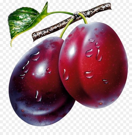 Слива фрукт