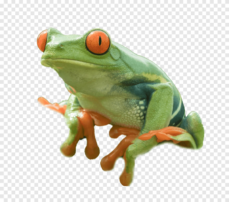 Лягушка на белом фоне
