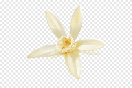 Знак ванили прозрачный