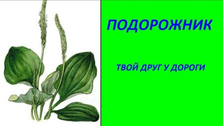Подорожник картинка для детей