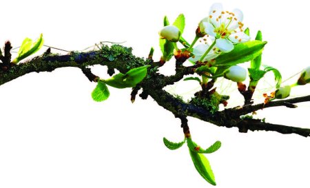 Ветка дерева на белом фоне