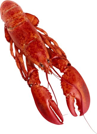 Морепродукты Омар лангуст