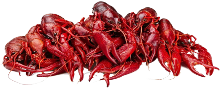 Crawfish PNG