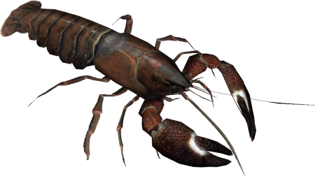 Crayfish PNG