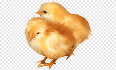 Цыпленок на прозрачном фоне