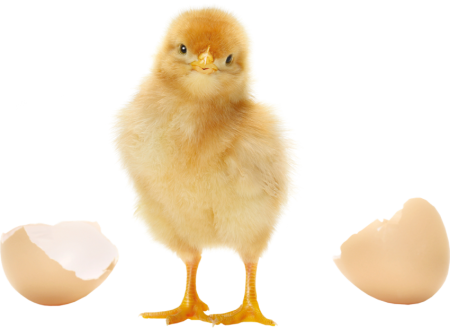 Цыпленок на белом фоне