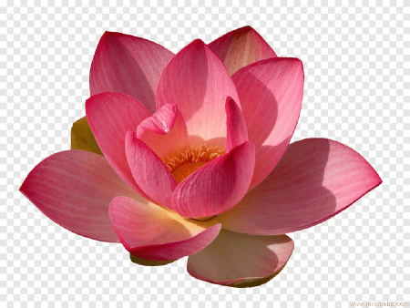 Цветок Nelumbo nucifera водяная Лилия