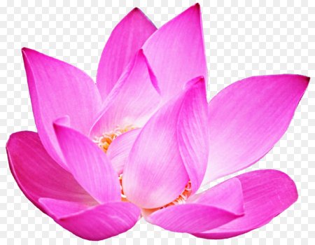 Nelumbo nucifera Pink Lotus