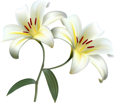 Лилии на прозрачном фоне