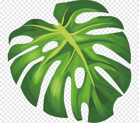 Листья Monstera вектор