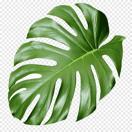 Монстера Делициоза (Monstera deliciosa)