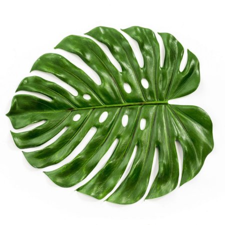 Monstera SP (n2) 75
